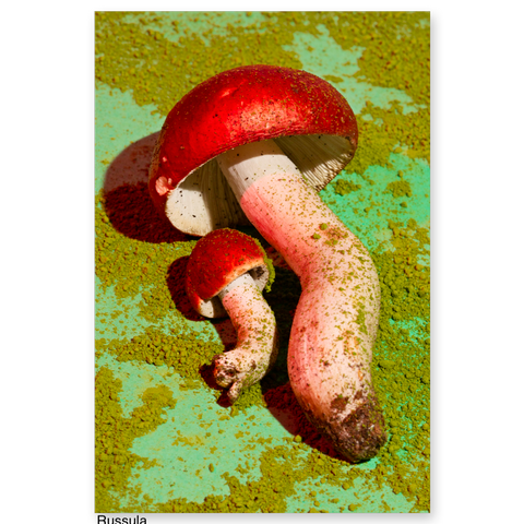 Phyllis Ma: Mushrooms and Friends series postcards