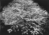 Daido Moriyama: Flowers