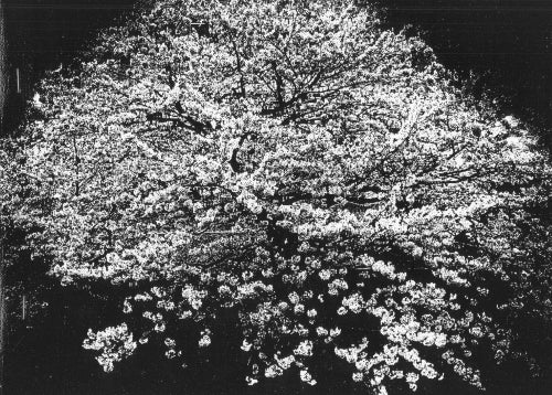 Daido Moriyama: Flowers