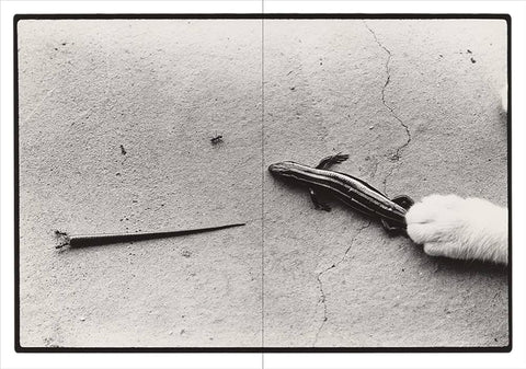 Masahisa Fukase: Sasuke