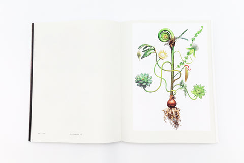Encyclopedia of Flowers VI