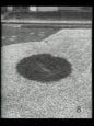 Gideon Jamie: Singapore-Forming Cityscapes #8 - Plants