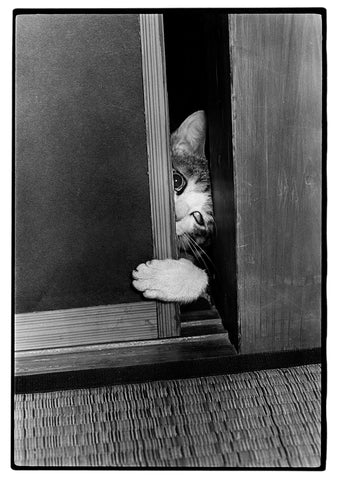 Masahisa Fukase: Sasuke