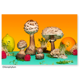 Phyllis Ma: Mushrooms and Friends series postcards